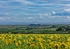 Sunflowers at Bride and Point of Ayre Lighthouse