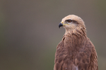 Black Kite portrait, Catalonia, Spain