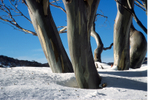 Snow Gums