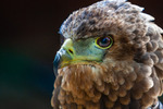 tawny eagle Aquila rapax-7965