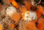 Barnacles amongst anemones
