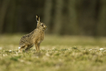 Brown Hare