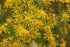 Yellow Flowers