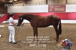 BPP_1198