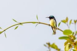 Variable Sunbird
