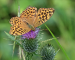 Dark Green Fritillary, Bernwood Forest, Oxfordshire, UK