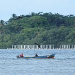 Magnificent Frigatebirds harassing fishing boat, Panama