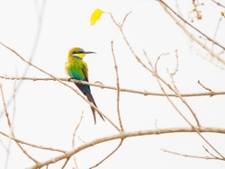 Swallow-tailed Bee-eater