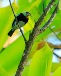 Golden-hooded Tanager with nest material, Costa Rica