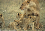 Serengeti; mother and cub