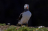 Puffin