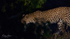 Leopard by Night 1
