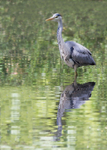 Danson Lake