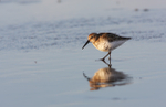 SBW005: Dunlin