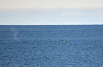Humpback Whale