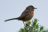 Dartford Warbler perched on a gorse bush on Coombe Heath at Arne
