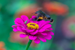 hummingbird Hawk Moth Macroglossum stellatarum-1235