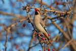 Waxwing