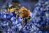 Andrena haemorrhoa (f)