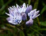 Spring Squill (02)