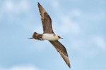 Arctic Skua (Stercorarius parasiticus) pale morph