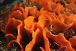 Pentapora foliacea