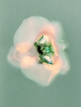 Orchid