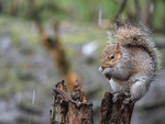 Grey Squirrel