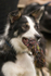Frear-Dog