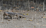 Monitor Lizard