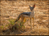 Black backed jackal
