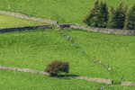 Loweswater Show-229