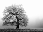 Winters Morning