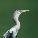 Neotropic Cormorant (juvenile) close-up, Panama