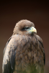 Yellow-billed Kite  _AGT056