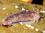 Aeolidia filomenae