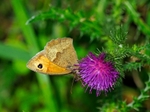 Meadow Brown