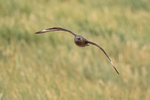Brown Skua flying, tussac grass background, Steeple Jason