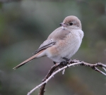 Isabelline Daurian Shrike