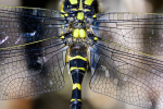 Male Golden-Ringed dragonfly