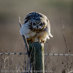 Short-eared Owl (Asio flammeus) on post