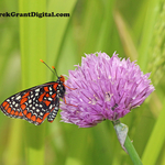 Baltimore Checkerspot Euphydryas phaeton