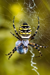 Spiders portfolio