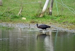 Glossy Ibis