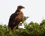 Tawny Eagle portfolio