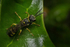 Mellinus arvensis (m)