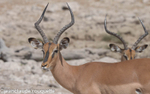 Black-faced impala