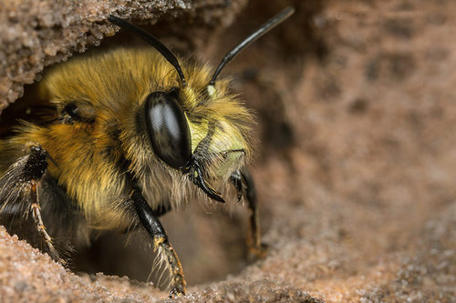 Anthophora Bees