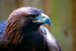 Golden Eagle - DSC_1074