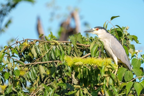 Many many of these along the waterways